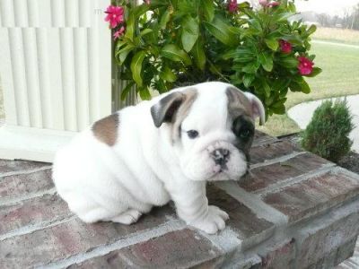Bulldog Inglês cachorros para venda