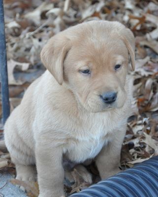 Labrador filhote de cachorro para adoção
