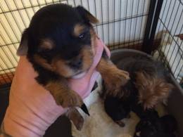 6 filhotes de cachorro Yorkshire Terrier 