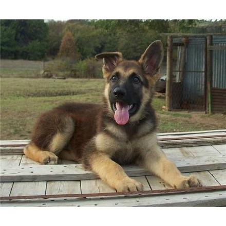 Pastores alemaes de qualidade  com pediggre 