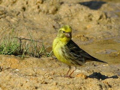 Vendo Chamariz (Serinus serinus) anilhados nascidos em cativeiro 