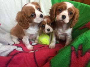 Filhotes de Cavalier King Charles testados para a saúde