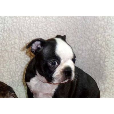 Mufla boca Boston terrier filhote de cachorro.