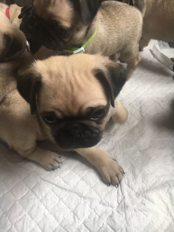 Filhotes de Pug Filhotes de Pug Bonitos