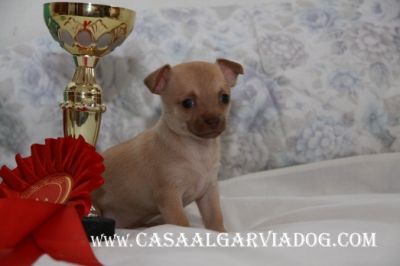 Cachorros Chihuahua , de pelo curto