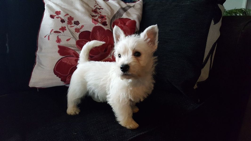 Filhotes de cachorro West Highland Terrier.