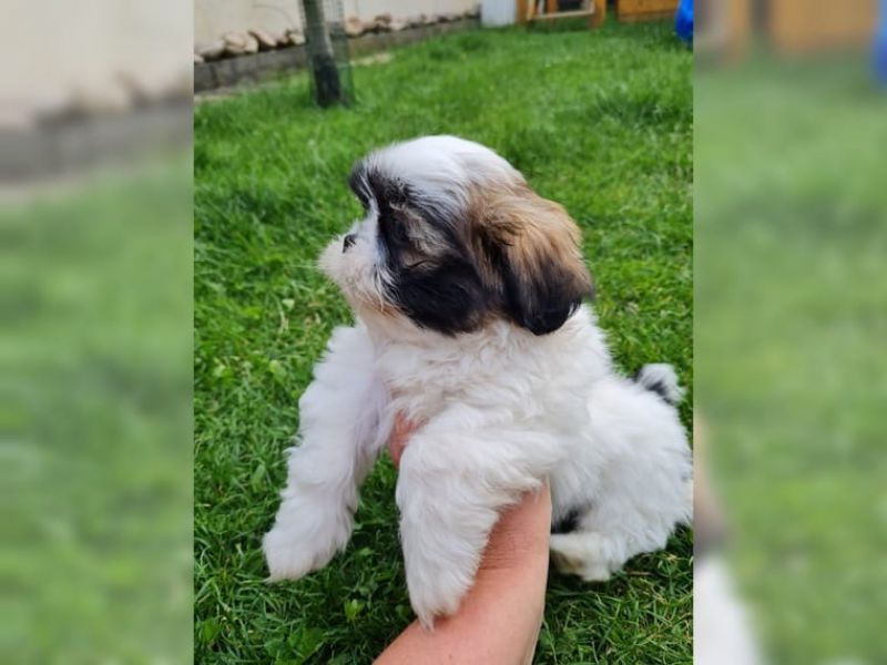 Filhotes shih tzu mais inteligentes para adoção