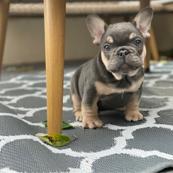 Filhote de buldogue francês
