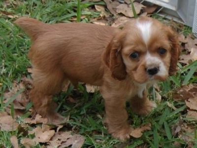 Croker spanel filhotes para adoção.