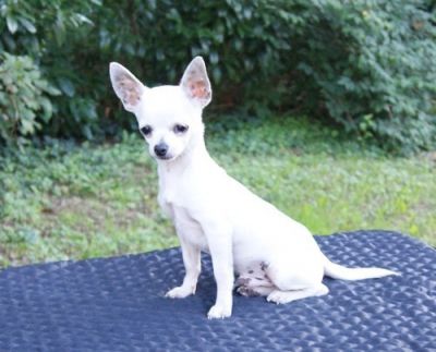  belo cachorro Chihuahua branca