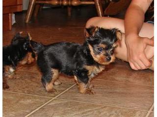 Filhotes de yorkshire terrier macho e fêmea 