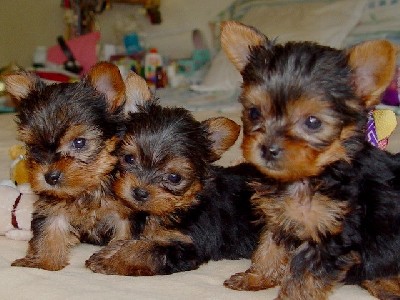 Masculino e Feminino Yorkshire terrier cachorros para adopção