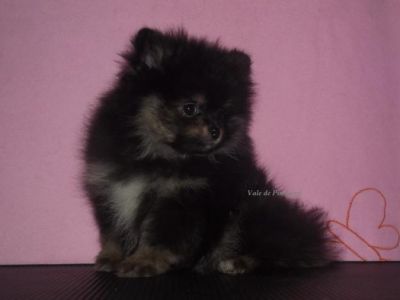 Lulu da Pomerânia @ Spitz Alemão Anão 