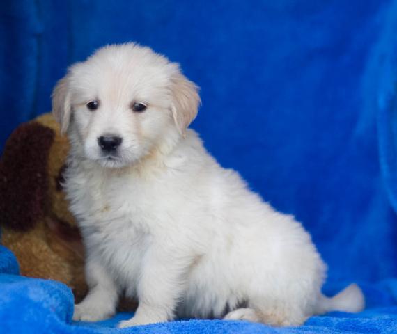 Filhotes de cachorro bonitos do golden retriever