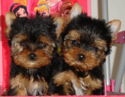 Destacando-se masculino e feminino Teacup Yorkie Puppies Disponível!