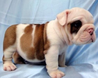 filhotes de cachorro bonitos touro cão para adopção basta entrar em contato agora para mais detalhes