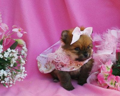  pomerania cachorro para su aprobación