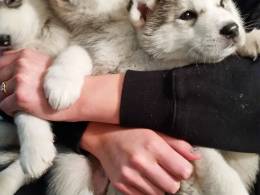 Alaskan Malamute