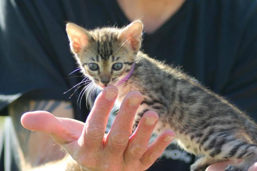 Dois belos gatinhos savana disponíveis