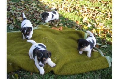 Filhotes de jack russel prontos para adoção.