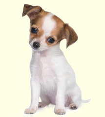 chihuahua yorkie cachorrinho para adopção