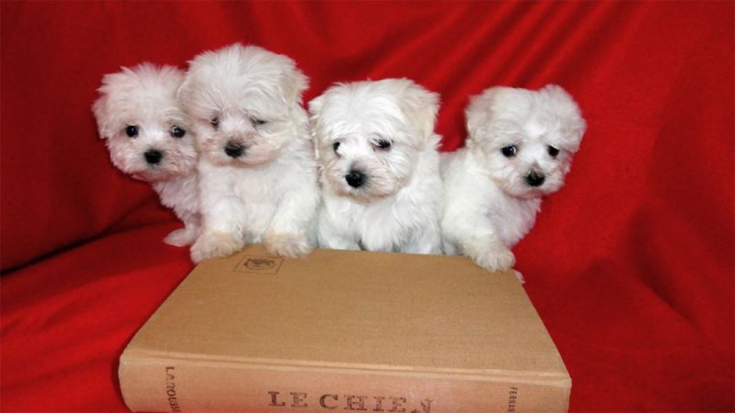 Cachorro Bichon Maltais branco a dar