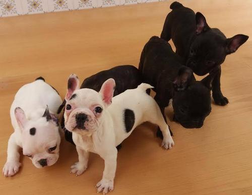  Ninhada de Bulldogs Francê