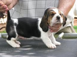 Filhotes de basset hound