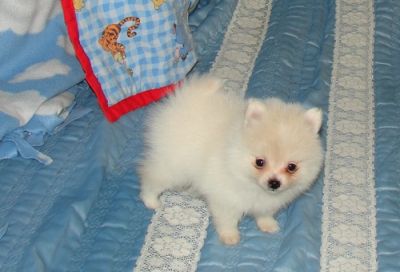 SPITZ - Lulu da Pomerânia