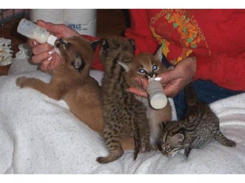 Bengal, savannah, Serval, Caracal e gatinhos muito exóticos para venda