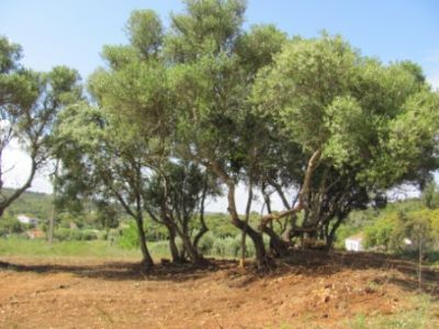 QUINTINHA C/ MORADIA/ ALJEZUR/ REF: 1348