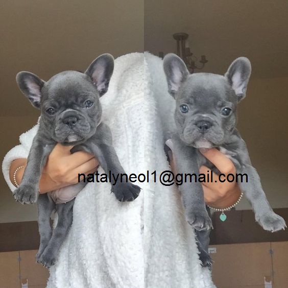 Gratis  adoráveis ??filhotes de Bulldog Francês selvagens mais inteligentes do que um ser humano