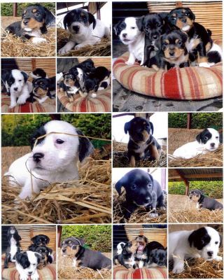 filhotes de Jack Russell são para adopção
