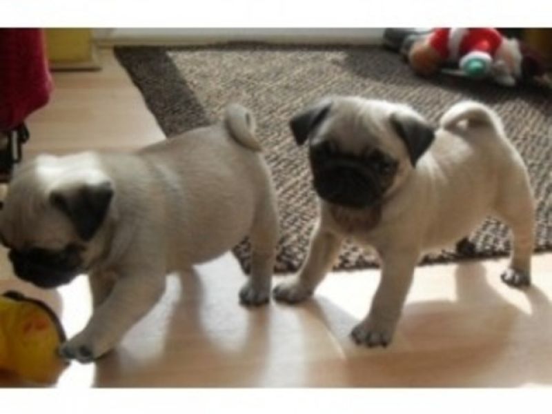 Adorable Pug Puppies