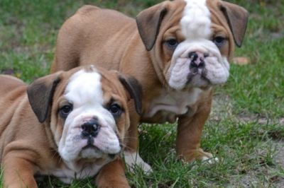 Inglês bulldog filhotes para adoção