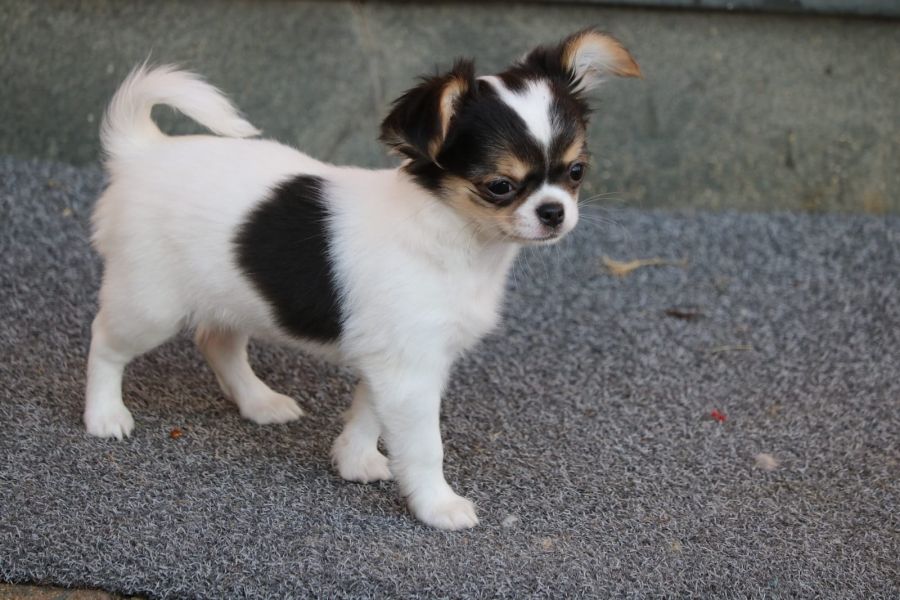 Filhotes de Chihuahua disponíveis(pm0697310@gmail.com)