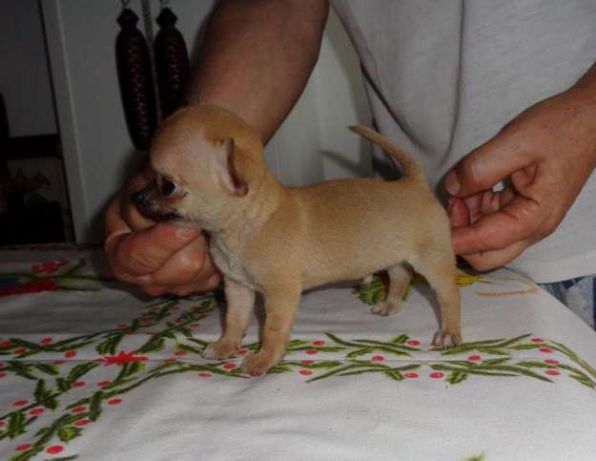  Chihuahua de muita qualidade 