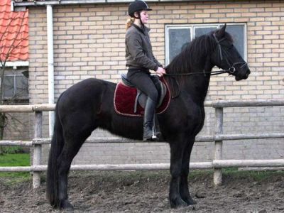 Friesian cavalo bonito e em circulação