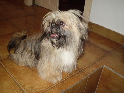 Vendo Shih-tzu URGENTE
