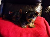 2 deslumbrantes Yorkie cachorros pronto