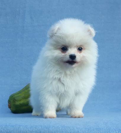 Filhote de cachorro branco inestimável de Pomeranian para a adoção