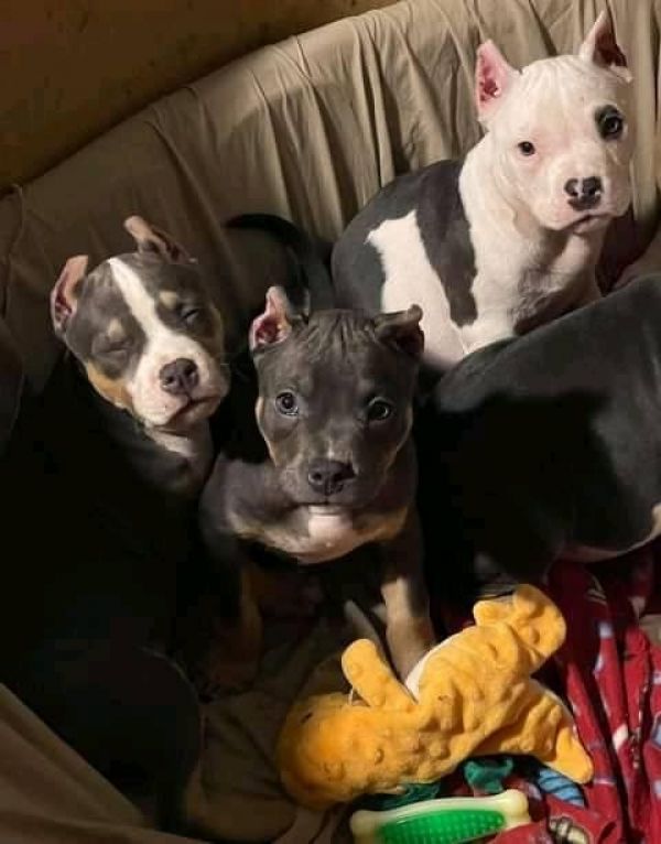 Filhotes Boxer Masculino e Feminino