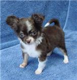   Chihuahua cachorros aprovaÃ§Ã£o parÃ¡grafo prontos