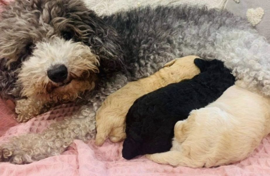 Adorável poodle toy à venda