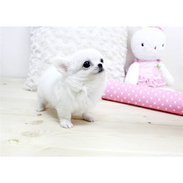 	mini saudavel chihuahua cachorros