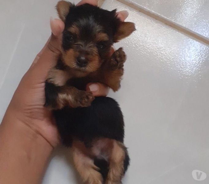 Filhotes de Yorkshire