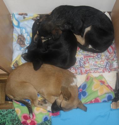 Dão-se 3 cachorrinhos