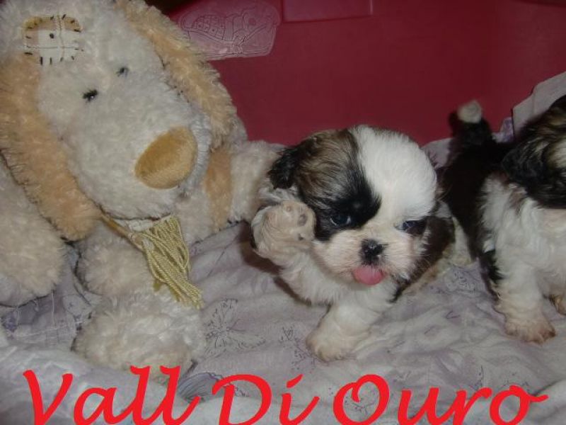 Shih tzu muito fofinhos