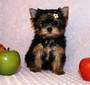 adorável yorkie cachorros para uma nova família