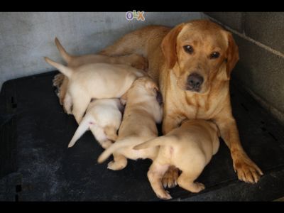 labradores entrega imediata -- exelentes 